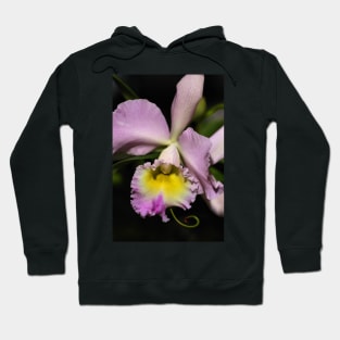 Cattleya Orchid in Pink & Mauve Hoodie